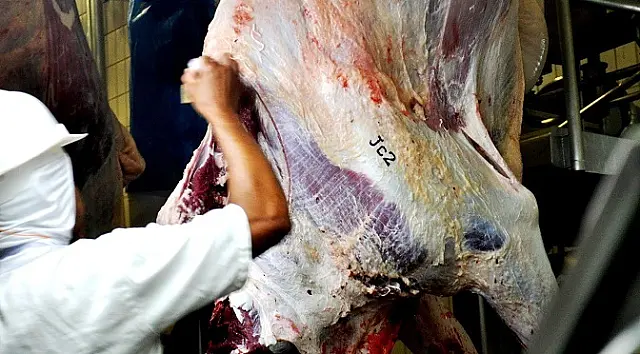 Precoce MS abateu 798 mil animais em um ano e meio da reformulação do programa