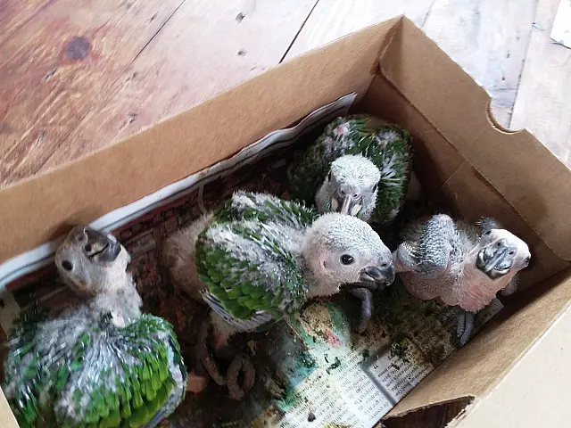 Em 2018, traficantes de animais foram flagrados com 143 aves em MS