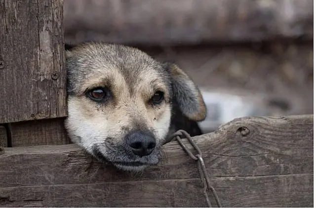 Delegacia Virtual permite denúncia on-line de crime contra animais