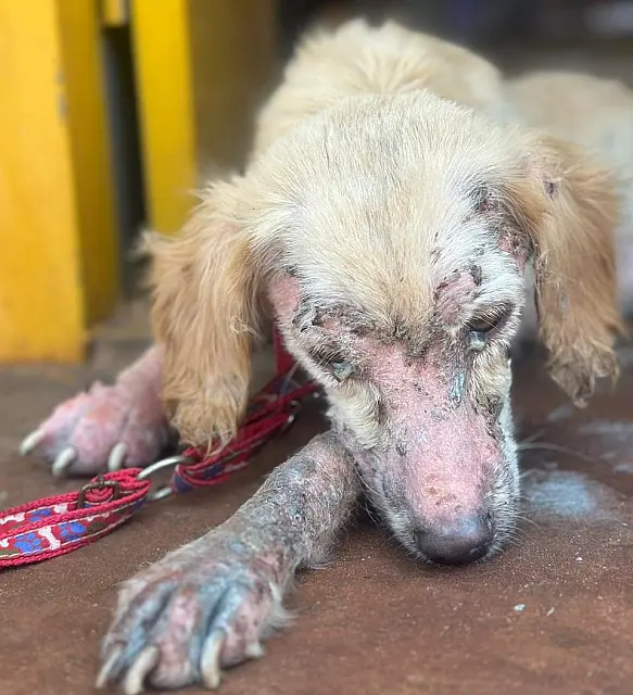 Jovem é presa por deixar cão com pata quasa amputada e debilitada