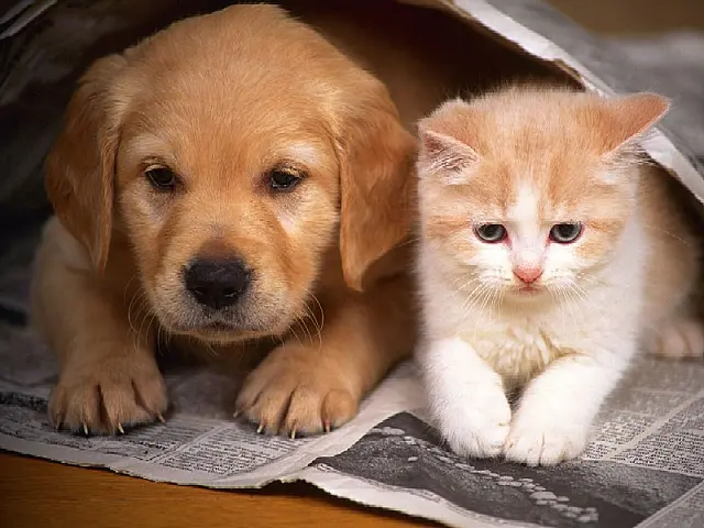 Cães e Gatos precisam de proteção solar