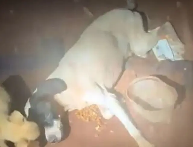 Cachorro é encontrado agonizando e dono levado para a delegacia
