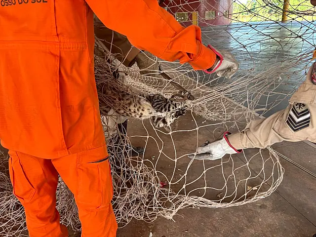 Gato é resgatado pelos Bombeiros em poliesportivo de Corumbá
