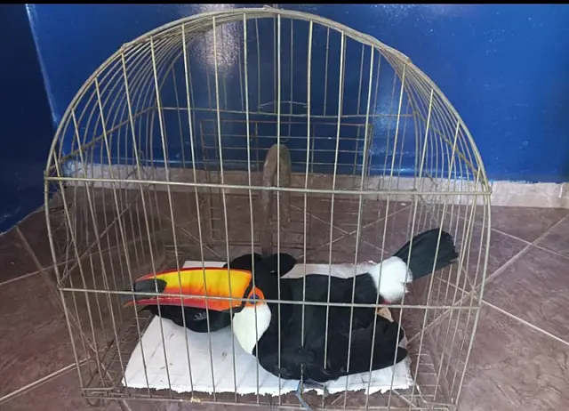 Em menos de 24h, PMA resgata cinco animais silvestres