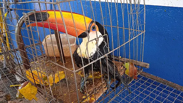 PMA resgata tucano ferido com estilingue em MS