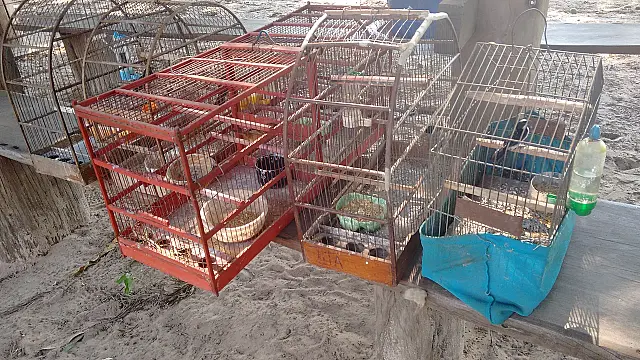 Captura de animais em áreas urbanas teve aumento de 25% no ano passado