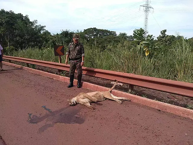 Atropelada, onça-parda não resiste a ferimentos e morre na BR-262