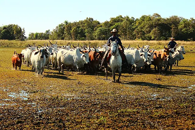Pantanal espera enchente rigorosa para 2018 e Embrapa acompanha situação