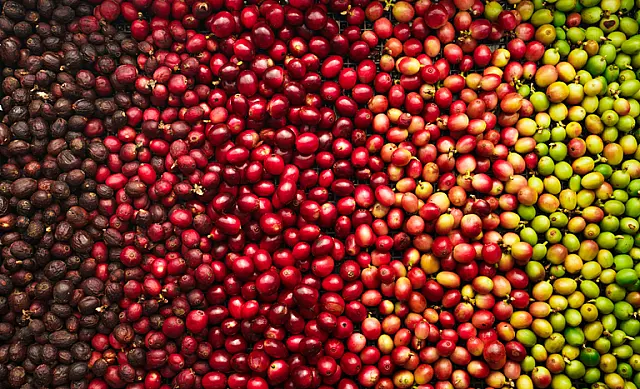 Conab estima produção de 51,8 milhões de sacas de café este ano