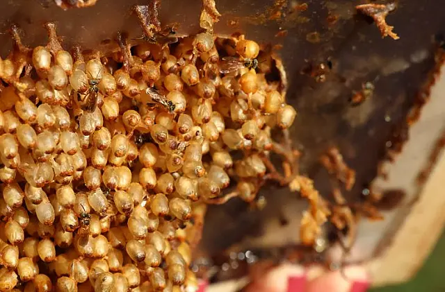 Produtores de mel da agricultura familiar terão bônus de garantia de preços em MS