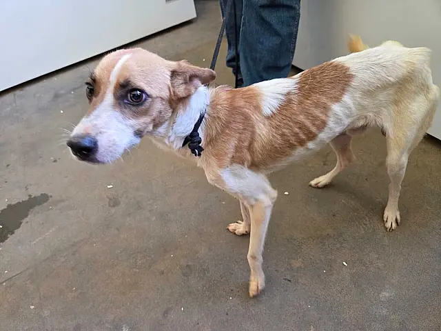 Homem é preso em flagrante por maus-tratos a animais em Anastácio
