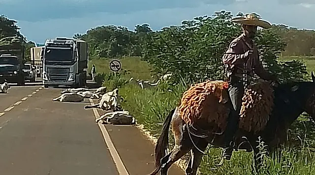 Caminhão desgovernado atropela bois em Paraíso das Águas