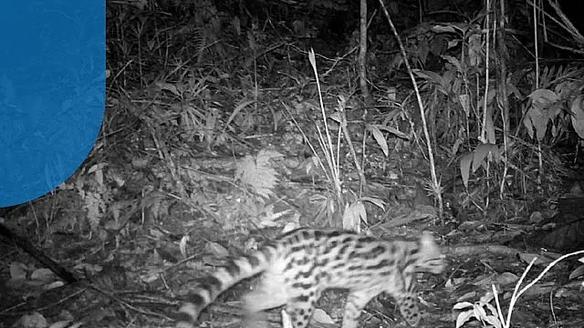 Considerada extinta há mais de um século, onça-parda é vista