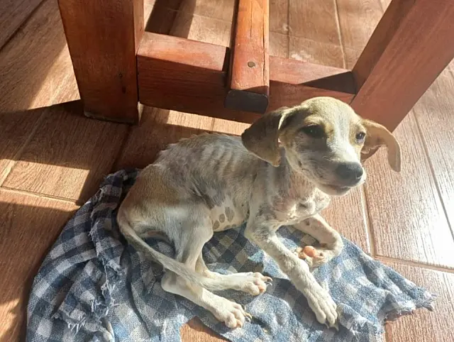 Jovem viaja e deixa filhote sozinho em casa