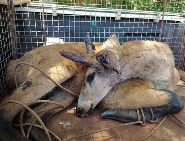 Cervo-do-pantanal é resgatado após ser atacado por cães