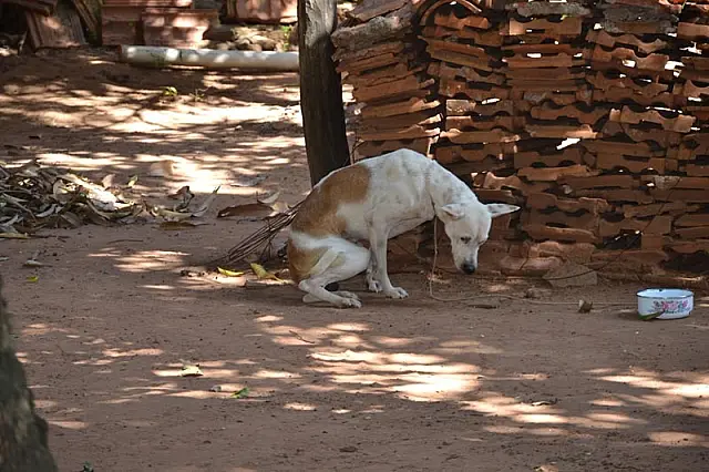 Cão foi maltratado, mas não houve zoofilia, diz veterinária de Anastácio