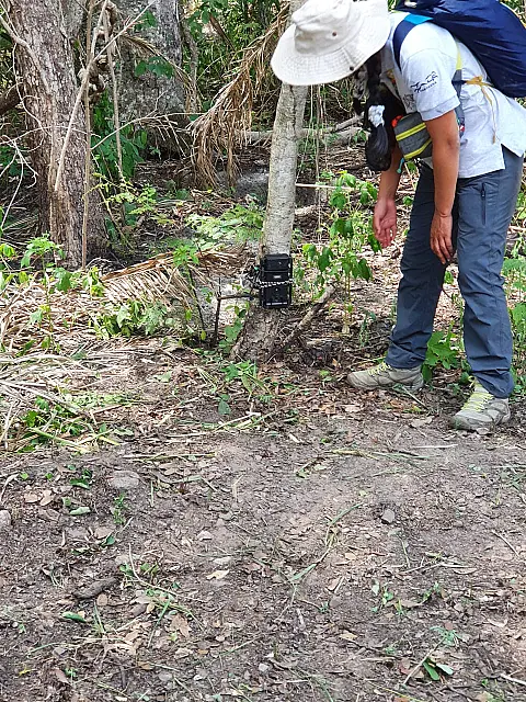 Cientistas e técnicos fazem levantamento inédito de espécies de animais sobreviventes no Pantanal