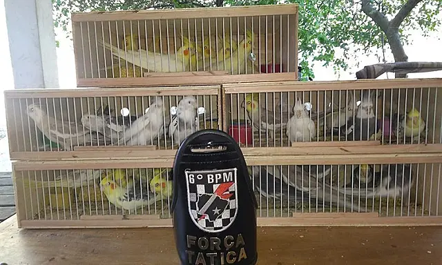 PM apreende em Corumbá 41 calopsitas trazidas da Bolívia irregularmente