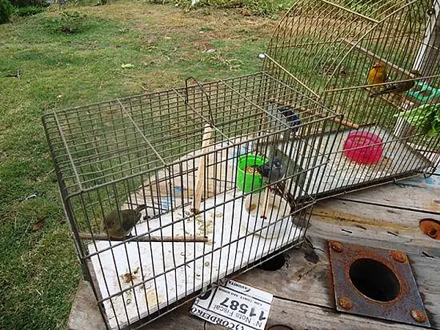 PMA autua homem em R$ 3 mil por criação ilegal de aves silvestres