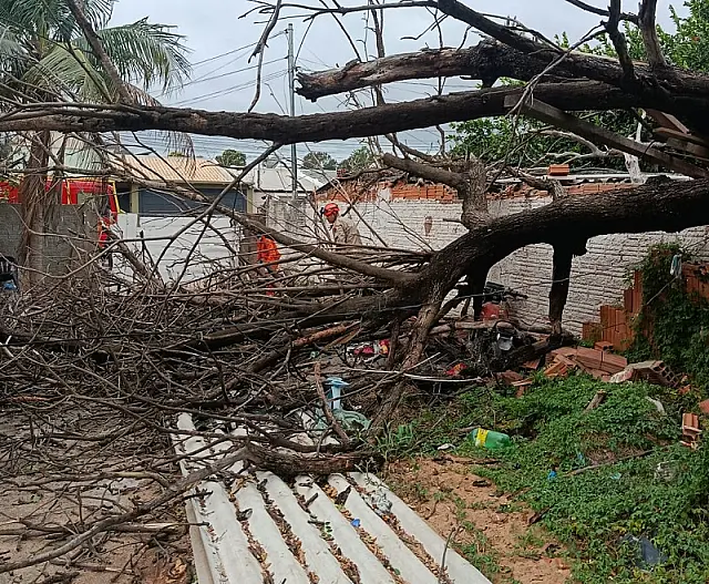 Ventania derruba árvore de grande porte sobre residência e assusta família em Corumbá