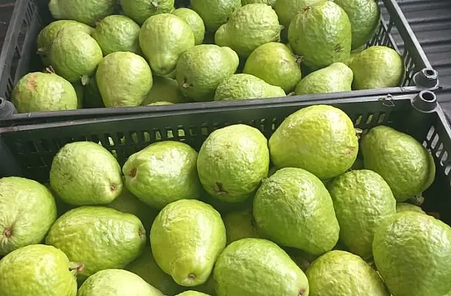 MS prepara Plano Estadual para ampliar a fruticultura comercial