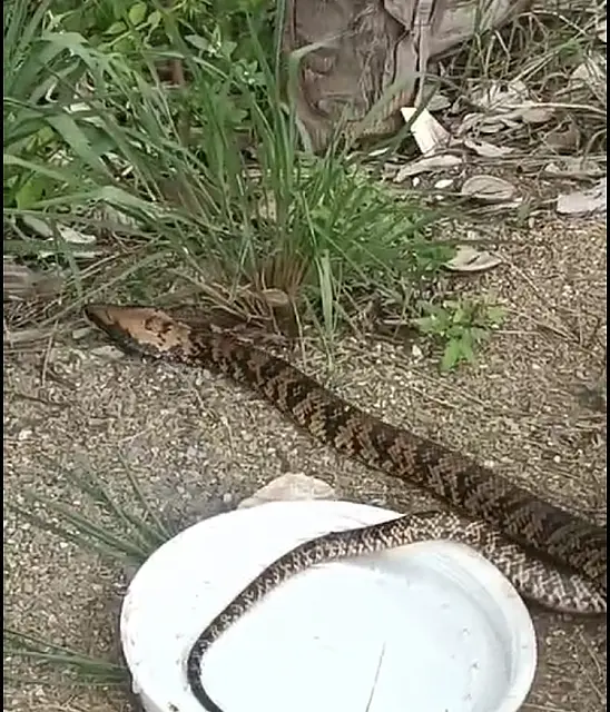 Surucucu-do-Pantanal é capturada em residência de Corumbá