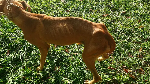 Em 2018, 21 pessoas foram multadas por maus-tratos a animais