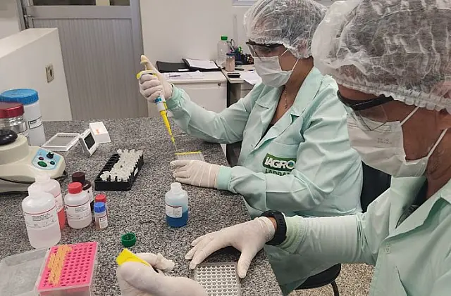 Iagro obtém credenciamento para diagnóstico de peste suína clássica