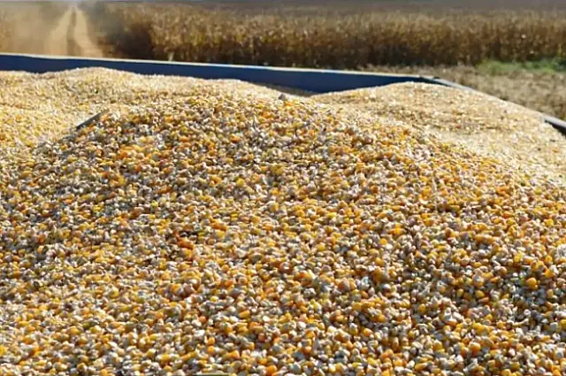 Agropecuária cresce no 2º trimestre e reforça protagonismo do setor na economia
