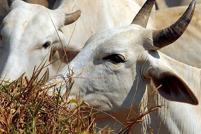 I Feira Agro tecnológica Pantanal Sul acontece neste final de semana em Corumbá