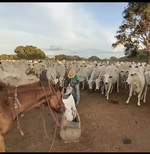 Ladrões furtam 50 cabeças de gado em fazenda na Nhecolândia