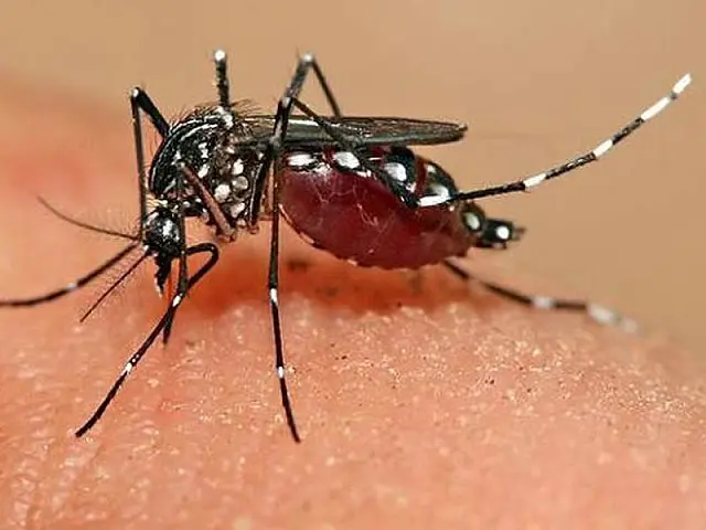 Aquidauana e Anastácio seguem sem casos confirmados de chikungunya
