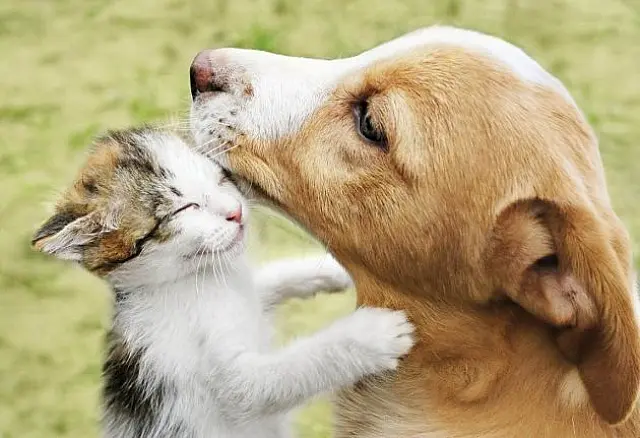 Festival de Prêmios em Aquidauana é chance para salvar cães e gatos