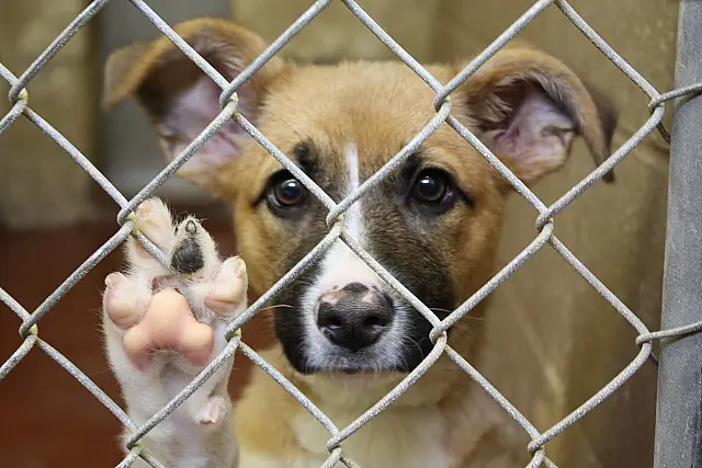 Em 2019, 16 foram autuados por maus-tratos aos animais