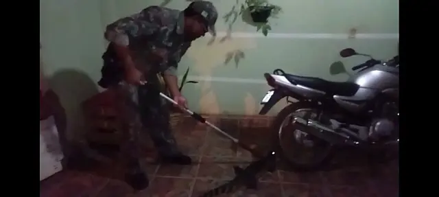 Segundo jacaré é capturado em 48h