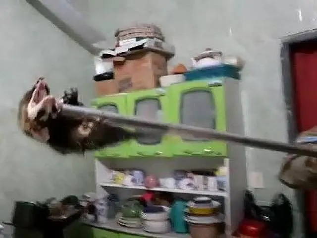 Bombeiros capturam gambá escondido em cozinha de casa