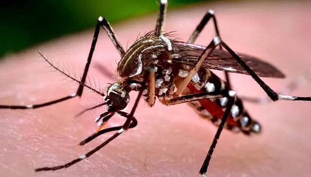 MS registra mais casos de dengue que no ano de 2022