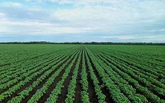 Produtores fecham plantio da soja com atraso de 14 dias no Estado