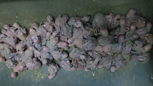 Assentado é multado em R$ 56 mil após ser flagrado com 112 filhotes de papagaio