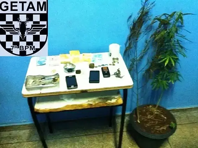 PM prende universitários que cultivavam 'pé de maconha' dentro de casa