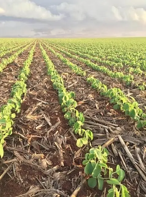 Chuvas colaboram e plantio da soja chega a 54% em MS