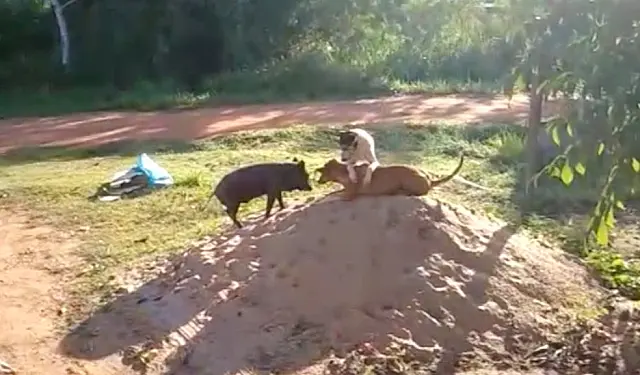 Porco que age como cachorro é a sensação em bairro de Aquidauana
