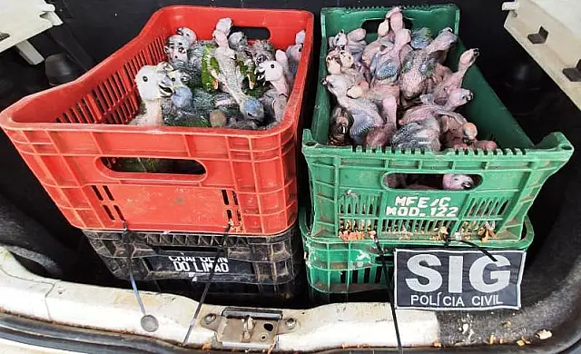 Casal é flagrado transportando mais de 200 animais silvestres