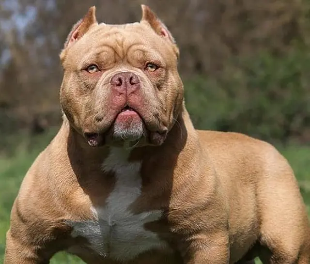 Antes de adquirir um pitbull é necessário saber procedência e socializa-lo, diz adestrador de cães