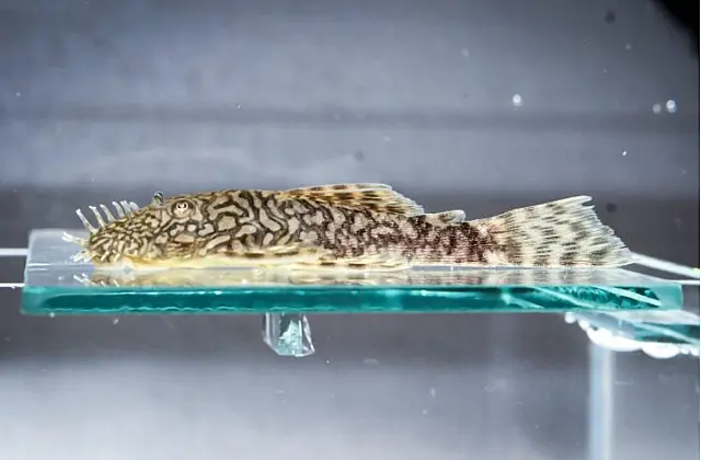 Nova espécie de cascudo da Serra da Bodoquena é reproduzida no Bioparque