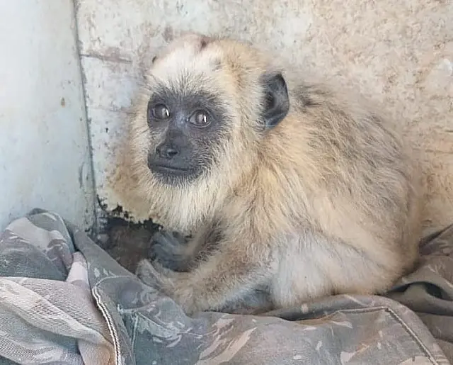 PMA resgata filhote de macaco bugio à margem da rodovia Transpantaneira
