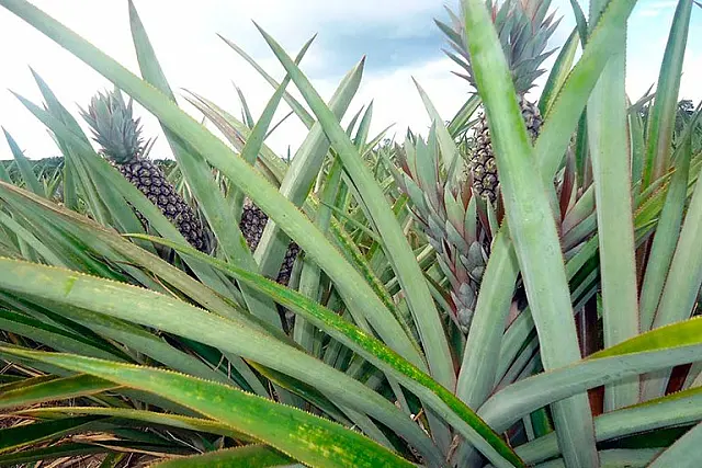 Raça Pantaneira vai animar a terceira edição da festa do abacaxi de Cipolândia