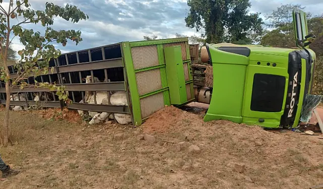 PMA resgata motorista e gado acidentado