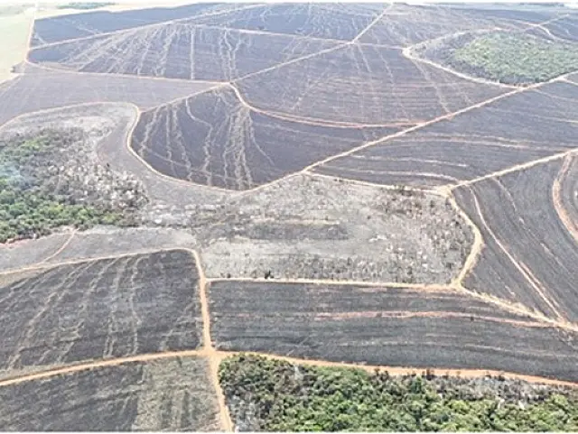 MPMS investiga incêndio que devastou canavial e vegetação em MS