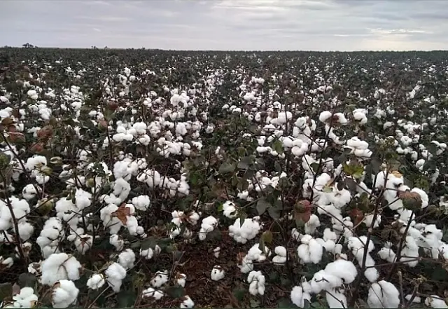 Chapadão do Sul é a capital do algodão em Mato Grosso do Sul